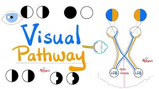 Visual Pathway amp its defects  Optic nerve  Optic Chiasm  Optic tract  Lateral Geniculate Body [upl. by Kyred]