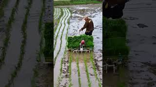 Rice transplanter water farming machine [upl. by Byrle]