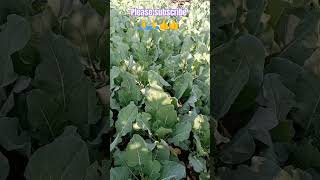 CAULIFLOWERS I How Does It Grow Farming Cauliflowersviralvideocauliflowersfarming trendingvideo [upl. by Sidney584]