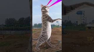 Billi bole meow meow cute cat shots song music funny [upl. by Fortier]