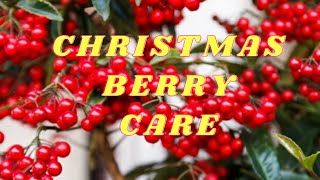 HOW TO GROW amp CARE FOR ARDISIA CRENATA  COMPLETE CARE GUIDE ON CHRISTMAS BERRY INTERESTING FACTS [upl. by Groh]