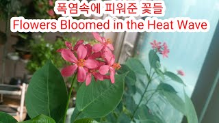 제420화 뽀샤시네 베란다Flowers Bloomed in the Heat wave폭염속에 피워준 꽃들 [upl. by Codie396]