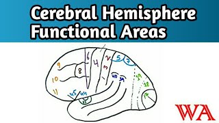 Functional areas of cerebral hemispheresuperolateral view World of Anatomy [upl. by Scotty]