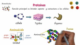 Proteínas Biomoléculas [upl. by Attayek]