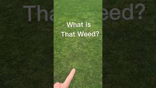 Weed Killer Options on Tough Weed [upl. by Sokil818]