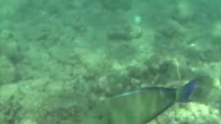 Ringtail Surgeonfish  Blochii Tang  Poipu Kauai Hawaii [upl. by Niwrad]