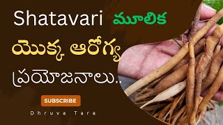 shatavari for hormones balance  health benefits of taking shatavari powder [upl. by Greta315]