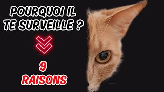 Tu sais pourquoi ton chat ne cesse de te surveiller  👉 Découvre les 9 raisons [upl. by Esme]