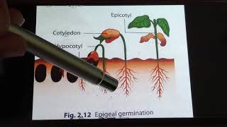 Epigeal and Hypogeal Germination [upl. by Melamed]