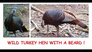 BEARDED HEN in the Blue Ridge Mountains [upl. by Corrie694]