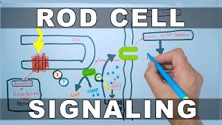 Rod Cell Signaling [upl. by Senecal]