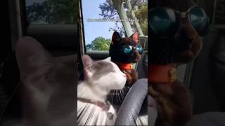 heran🤣😭 fypシ゚viral youtubeshorts kucinglucu catvideos catlover memekucinglucu [upl. by Hseham]