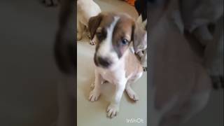 Puppies free adoption Chennai avadi puppiesfreeadoption chennaipuppies petlovers funnyvideo [upl. by Eetsirhc]