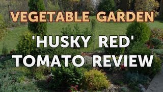 Husky Red Tomato Review [upl. by Palermo990]