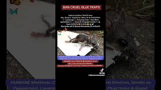 BAN Cruel GLUE TRAPS Torture BIRDS 🐦 Butterflies 🦋🐞 Bees 🐝 Mickey Mouse Mouse 🐭🐁 Frog 🐸 Spider Snake [upl. by Vaden]