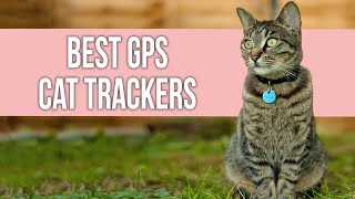 5 Best GPS Cat Trackers  Top GPS Pet Tracker [upl. by Masterson]