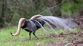 incredible skill of the lyre bird Animals Documentary [upl. by Scharf]