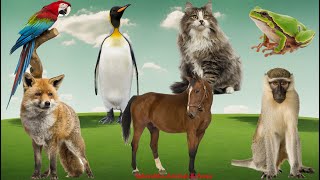 Animal Sounds and Funny Animal Videos Penguin Parrot Fox Horse Cat Monkey  Animal Paradise [upl. by Ck245]