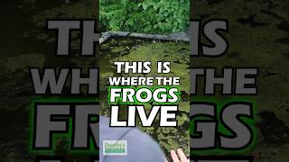 Frogs Live Here [upl. by Plank]