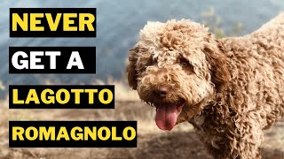 5 Reasons Why You Should Never Get a Lagotto Romagnolo Dog [upl. by Nazario]