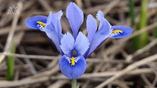 Alida  Iris reticulata [upl. by Aronael]