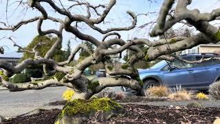 Pruning an interesting Japanese laceleaf maple in NE Seattle [upl. by Neysa]