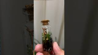 Tiny Terrariums [upl. by Anor]