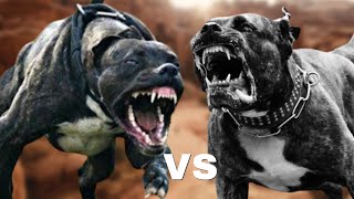 Bandog vs Presa CanarioFight Comparison [upl. by Earaj]