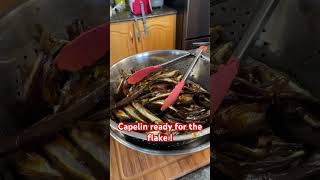 Putting the capelin out to dry  salting capelin fishing newfoundland [upl. by Ollayos867]