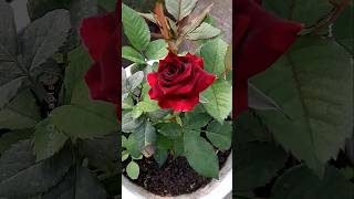 How to Grow Roses Plant at Home 🌹 💐 Propagation of Roses plants shorts flowers [upl. by Cheke]