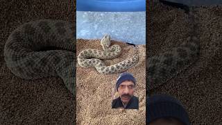 🐍🐍Sahara Sand Viper Burrowing in Sand ORIGINAL video shorts [upl. by Adlesirg]