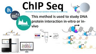 Chip seq chromatin immunoprecipitation followed by sequencing [upl. by Gavrila708]