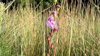 Button Blazingstar  Liatris aspera [upl. by Haberman]