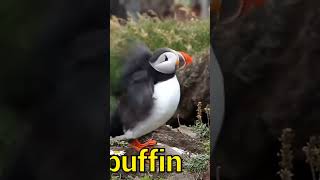 Puffin animalslover animalswildanimals birdsvideos birdslover birds Recordanimalssounds [upl. by Hooper109]