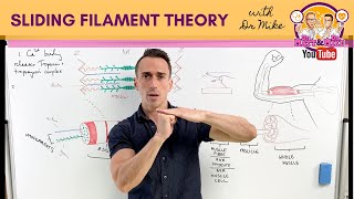 Sliding Filament Theory  Muscle Contraction [upl. by Efron]