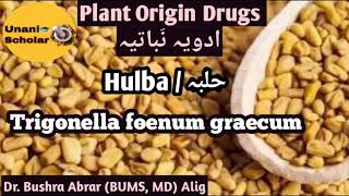 Hulba میتھی حلبہ fenugreek Trigonella foenum graecum [upl. by Ahsekam17]