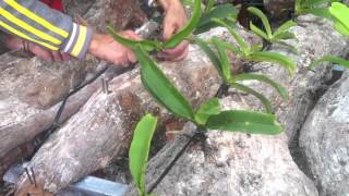 Kỹ thuật trồng lan ngọc điểm đai châu  How to Grow Orchids on a log of Wood [upl. by Namyh]