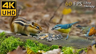 Bird Videos for Cats to Watch Forest Adventures with Playful Chipmunks amp Squirrels 😹 4K [upl. by Cram840]