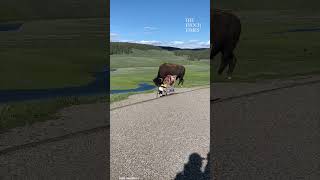 Tourists shocked as a bison approaches them in Yellowstone National Park 😲 [upl. by Oetam838]