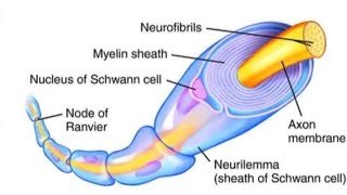 Neuroanatomy lecture series Lecture 6 MYELINATION [upl. by Ardiek244]