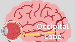 Occipital Lobe [upl. by Steve]