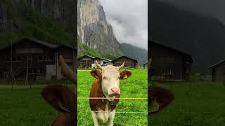 Lauterbrunnen Switzerland لوتيربرونين سويسرا [upl. by Xel]