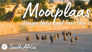 Kruger National Park Day 2 Mooiplaas to Satara SHY LEOPARD LIONS  LODGE REVIEW  Expedition Wild [upl. by Dnumde964]