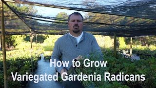 How to grow Variegated Radicans Gardenia with a detailed description [upl. by Jane]