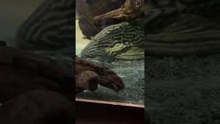 HUGE Pleco a lot of work plecofish pleco fish aquariums canada fishaquarium [upl. by Sitelc]