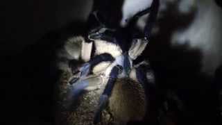 Monocentropus balfouri Verpaarung mating [upl. by Home]