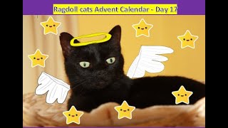 Christmas Advent Calendar Day 17 Living with Ragdolls [upl. by Ahsed]