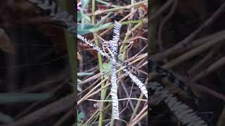 Argiope web ventral view [upl. by Foley69]