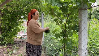 ÇOCUKLARINIZ BU MENÜYE BAYILACAK❗️EVDE TAVUK DÜNYASI MI 😍SALAMURALIK ÜZÜM YAPRAĞI TOPLAMA 🍇⛰️👩🏻‍🌾 [upl. by Ocram]