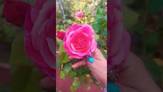 music habibi newsong song remix cute garden orkide plants orkid flowers [upl. by Saffian]